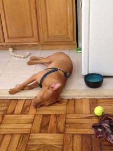 10492123_709496602444974_7862242553308050268_n