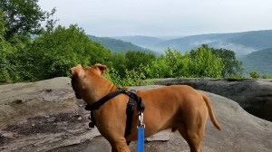 10952851_892697287458237_1823491436570082379_n