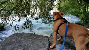 11229825_890633010997998_1146682480639441018_n