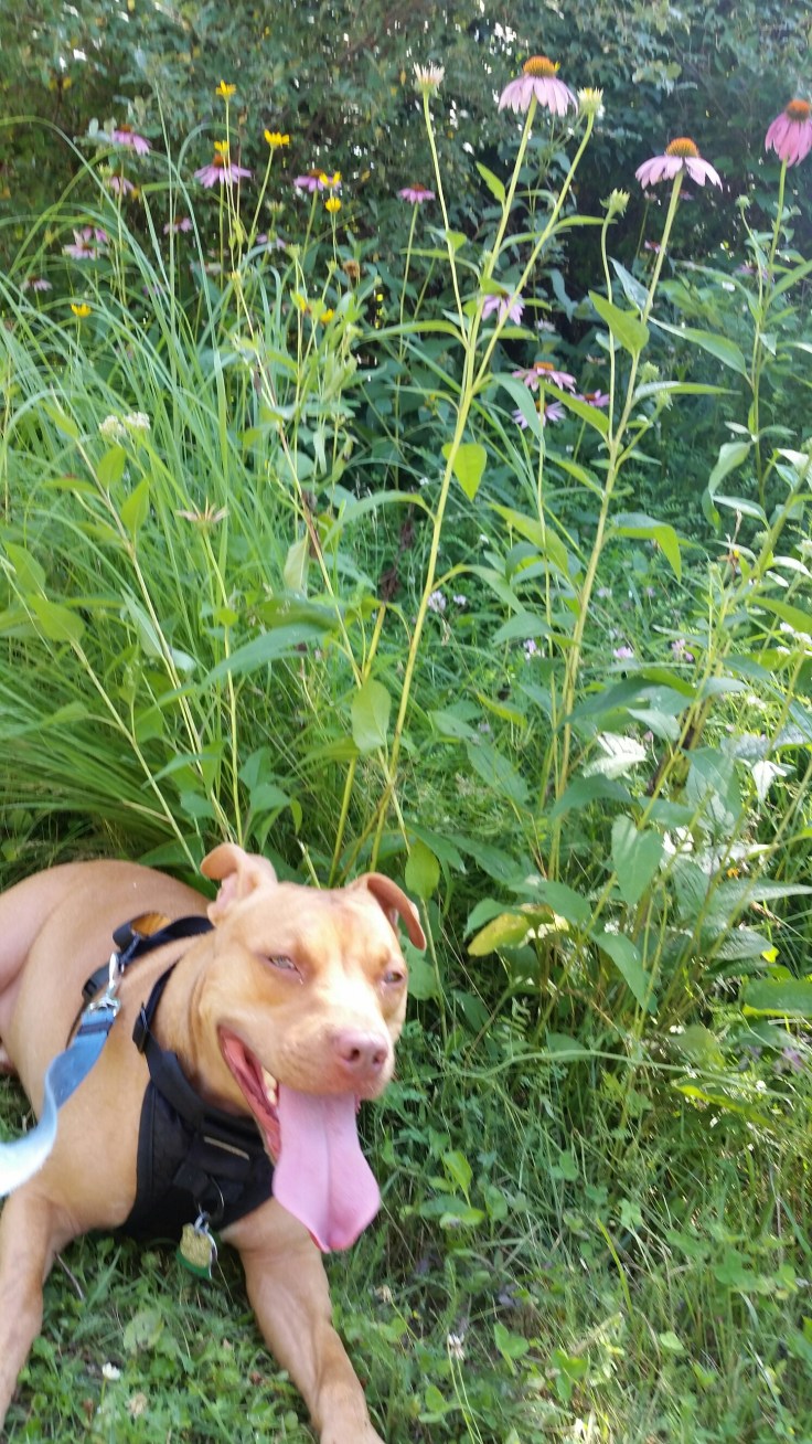 20150714_170118.jpg image