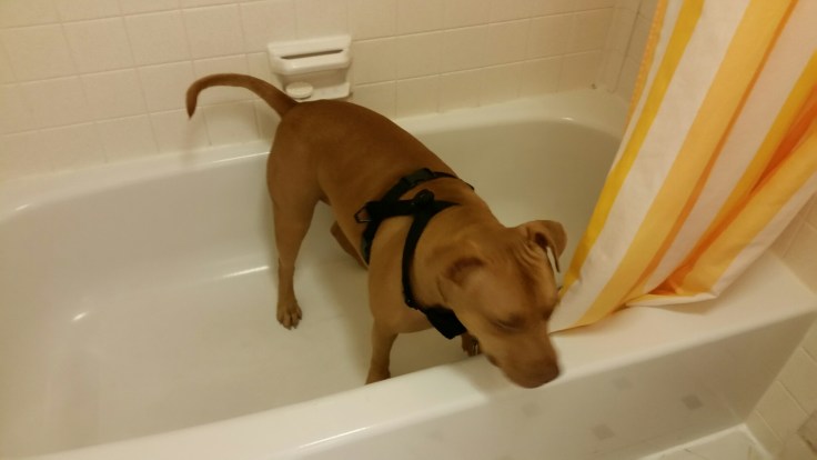 20150715_081425.jpg image